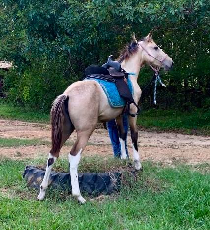 buckskin tobiano Tennessee Walking Horse filly for sale