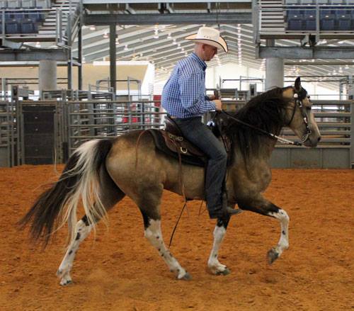 buckskin Tennessee Walking Horse stallion Alen's Painted Desert