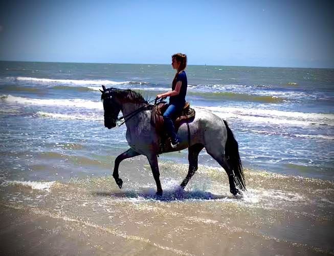 blue roan Tennessee Walking Horse mare