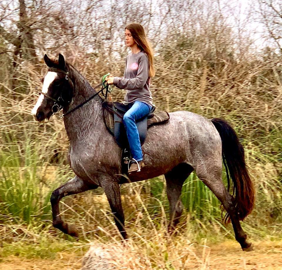 Blue Roan Tennessee Walking Horse Mare