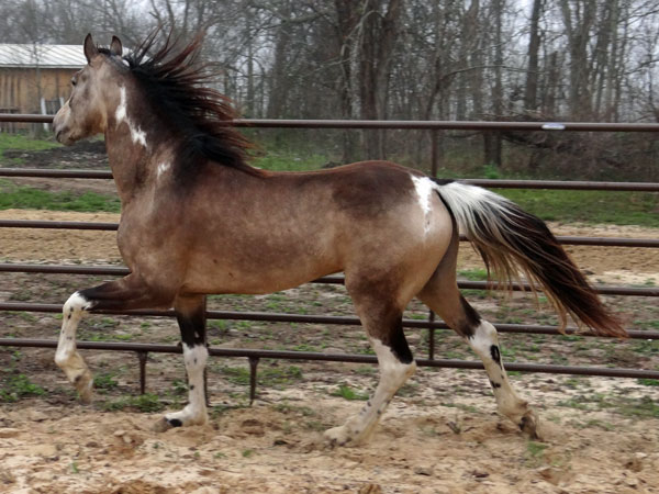 buckskin tobiano Tennessee Walking Horse stallion Alen's Painted Desert