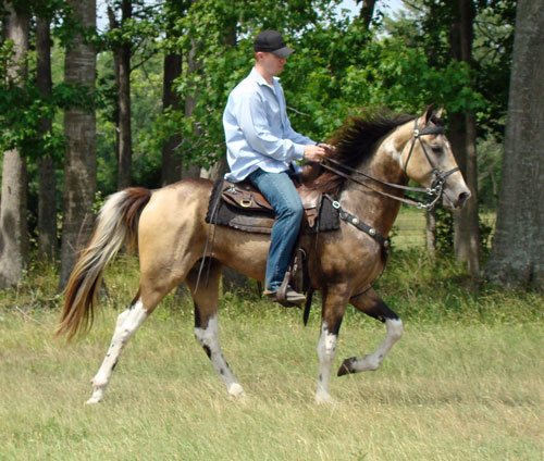 buckskin tobiano Tennessee Walking Horse stallion Alen's Painted Desert