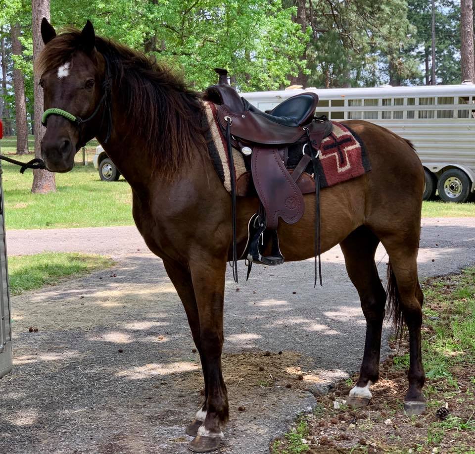 Tennessee Walking Horses CLOUD 9 WALKERS (Standardbred Rowdy Rawhilde