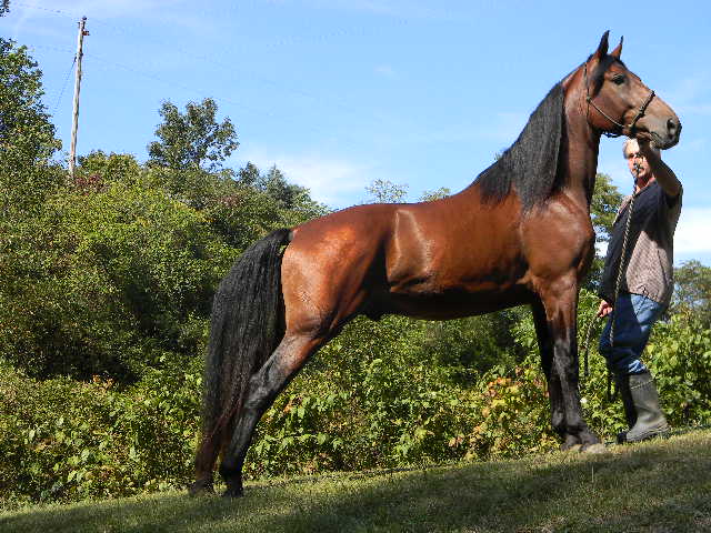 Bay Tennessee Walking Horse stallion