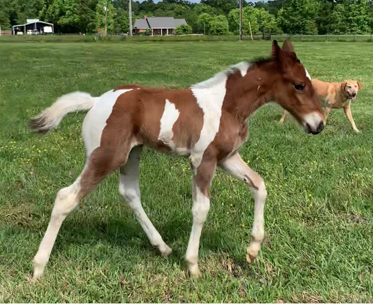 spotted Tennessee Walking Horse colt