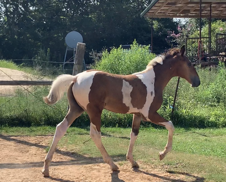 spotted Tennessee Walking Horse colt