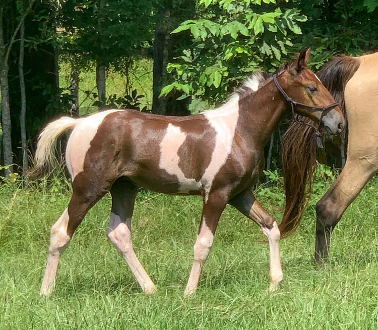 spotted Tennessee Walking Horse colt