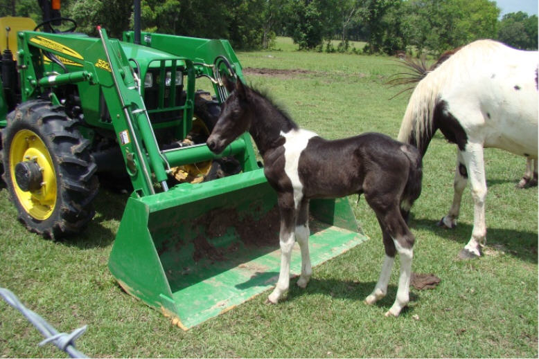 black and white pictures of horses. lack and white spotted