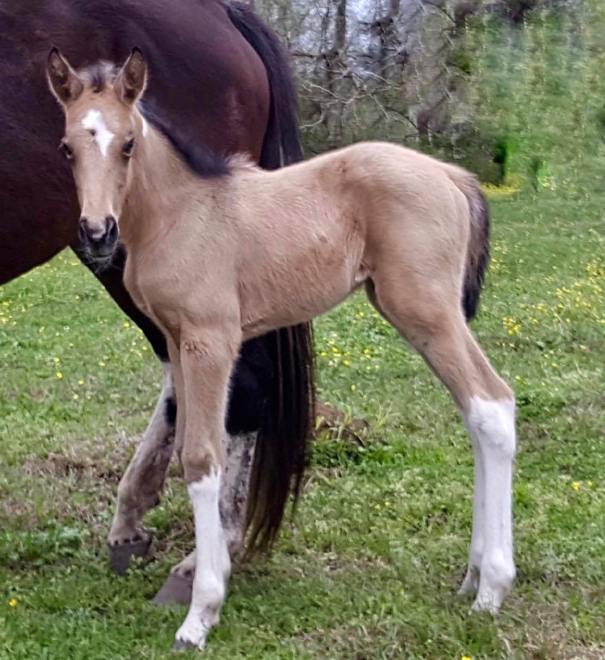 buttermilk buckskin tobiiano Tennessee Walking Horse filly for sale