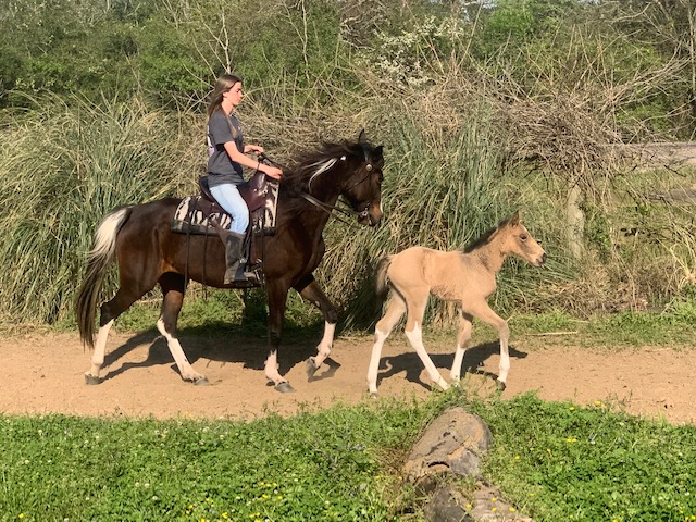 buckskin tobiano Tennessee Walking Horse filly for sale