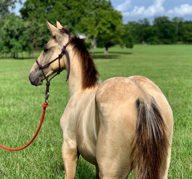 buckskin tobiano Tennessee Walking Horse filly for sale