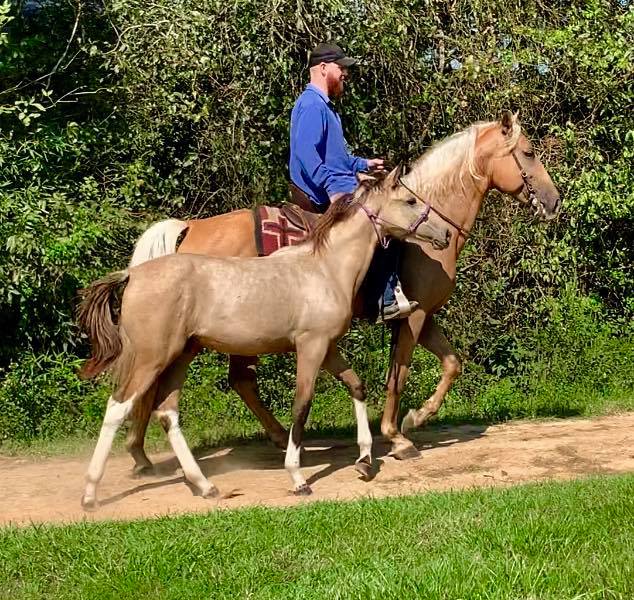 buckskin tobiano Tennessee Walking Horse filly for sale