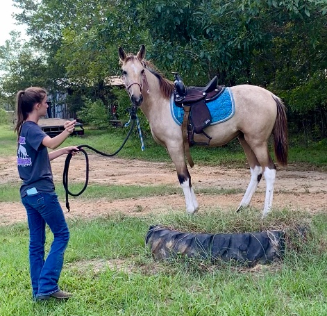 buckskin tobiano Tennessee Walking Horse filly for sale