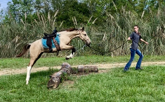 buckskin tobiano Tennessee Walking Horse filly for sale