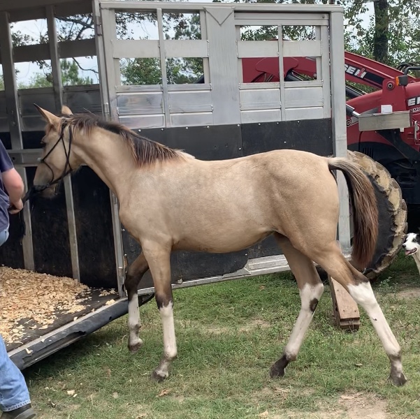 buckskin tobiano Tennessee Walking Horse filly for sale