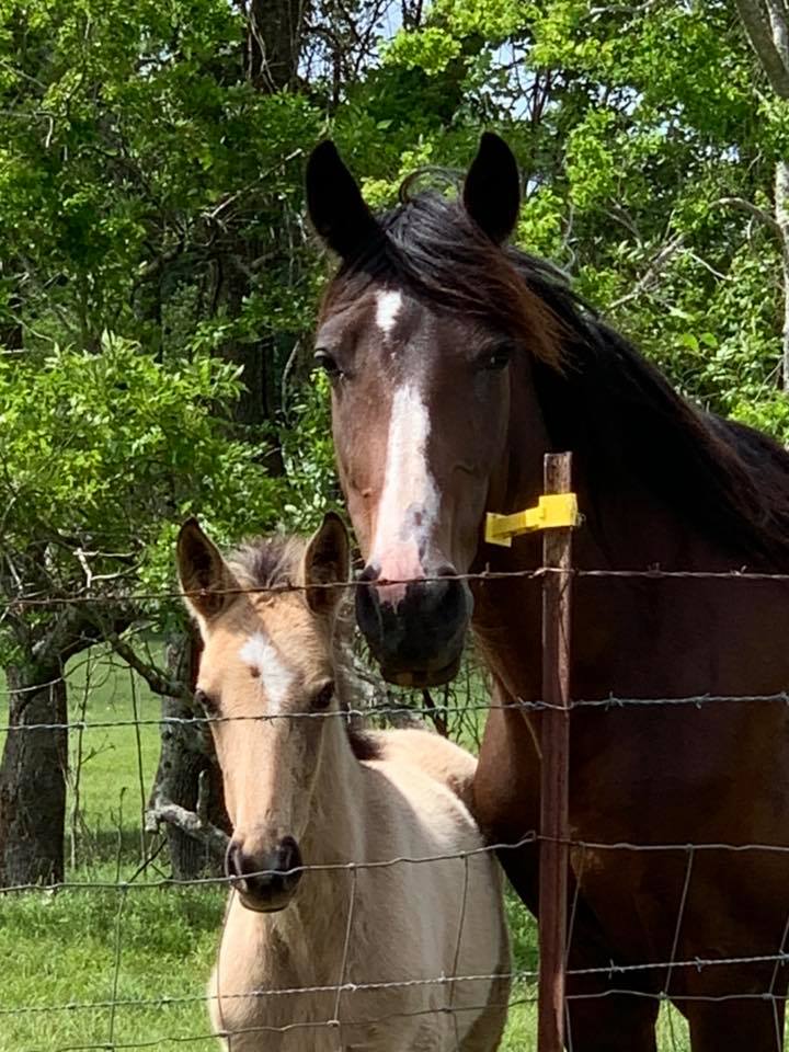 buckskin tobiiano Tennessee Walking Horse filly for sale