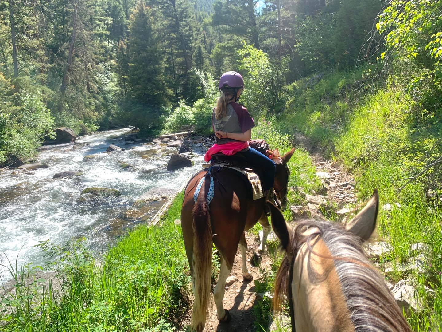 gaited mule in Montana trail