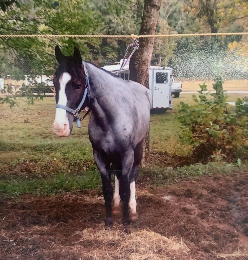 blue roan tennessee walking horse
