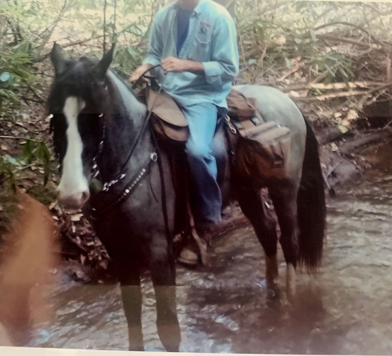 blue roan tennessee walking horse