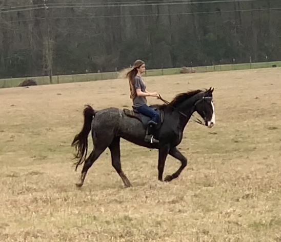 blue roan tennessee walking horse