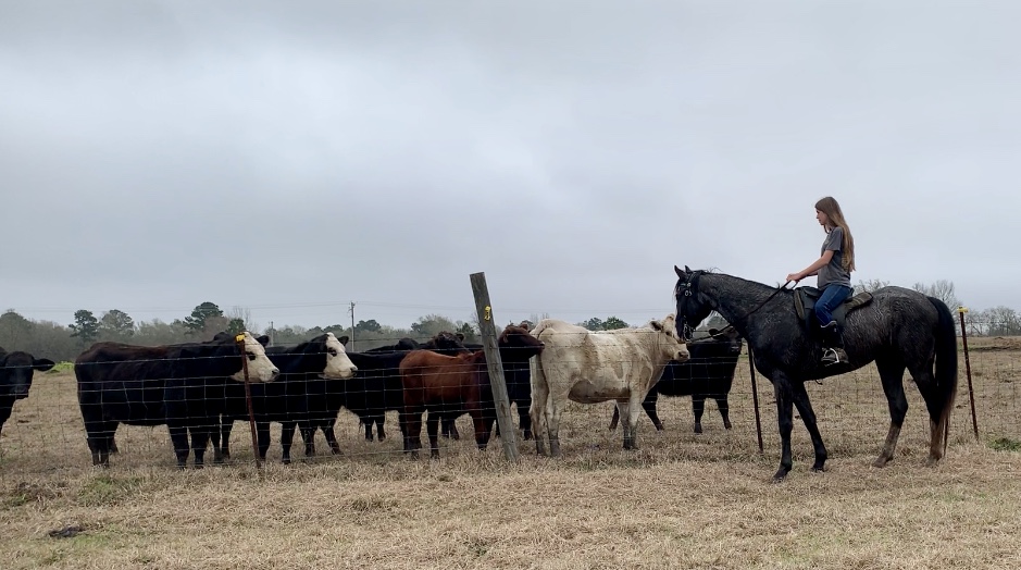 blue roan tennessee walking horse