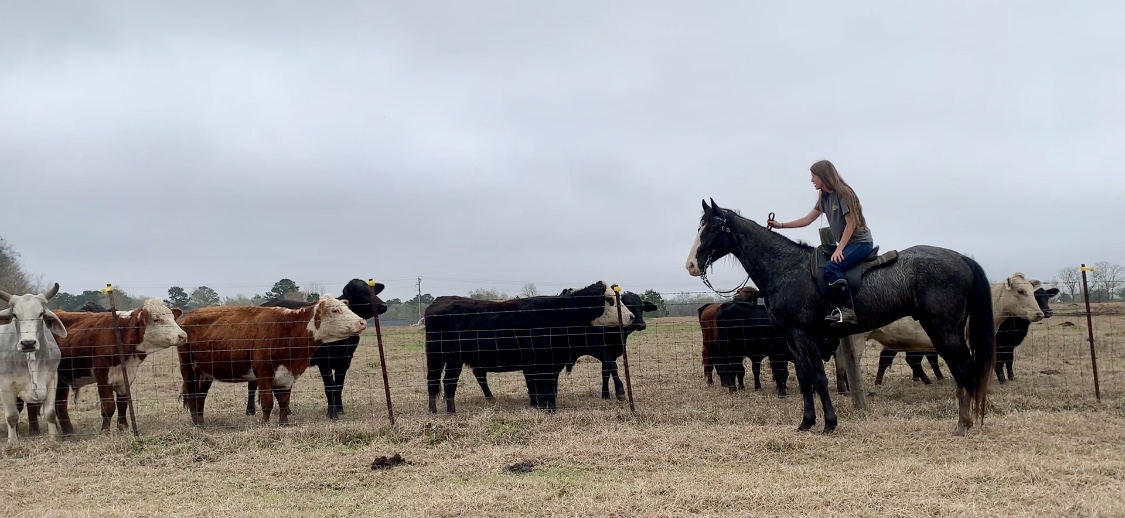 blue roan tennessee walking horse