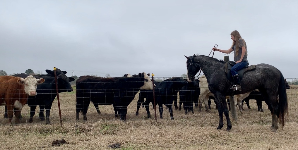 blue roan tennessee walking horse