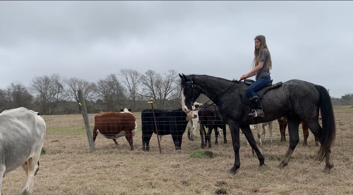 blue roan tennessee walking horse