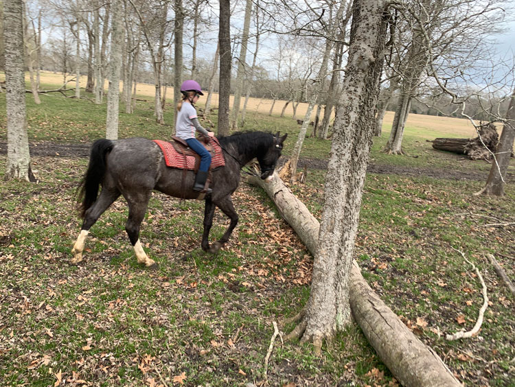 Blue Roan Tennessee Walking Horse gelding