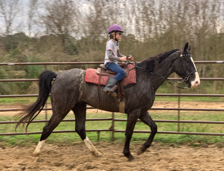 Blue Roan Tennessee Walking Horse gelding