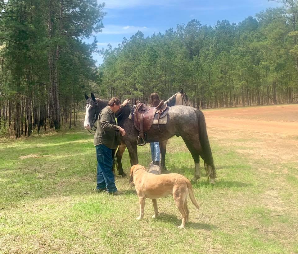 Blue Roan Tennessee Walking Horse gelding