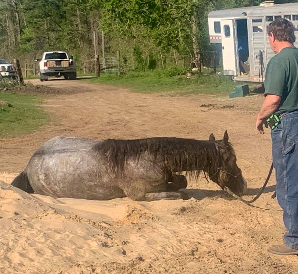 Blue Roan Tennessee Walking Horse gelding