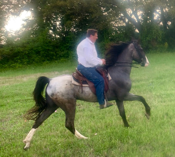Blue Roan Tennessee Walking Horse Gelding