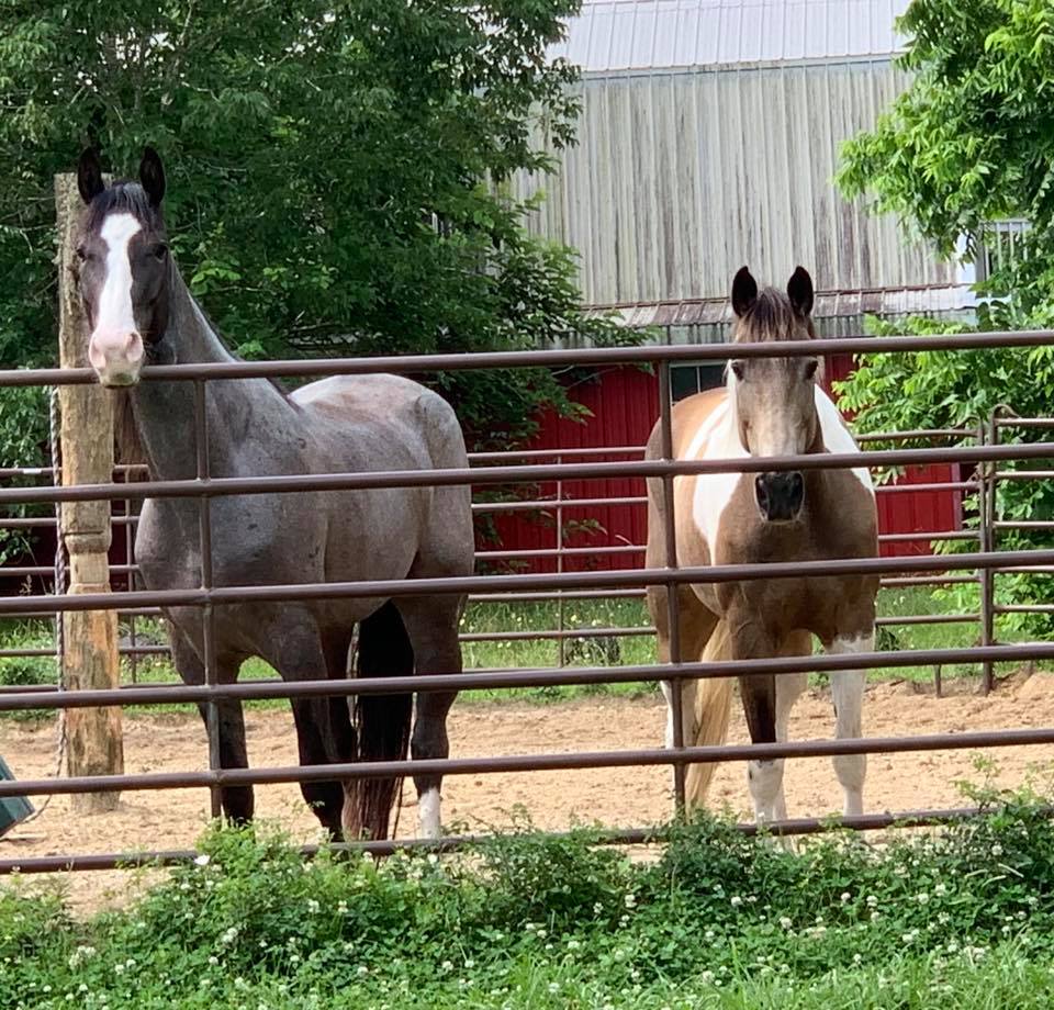 blue roan Tennessee Walking Horse gelding for sale