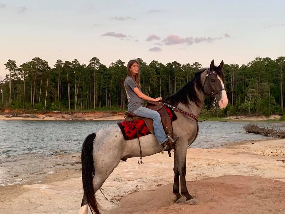 blue roan Tennessee Walking Horse gelding for sale