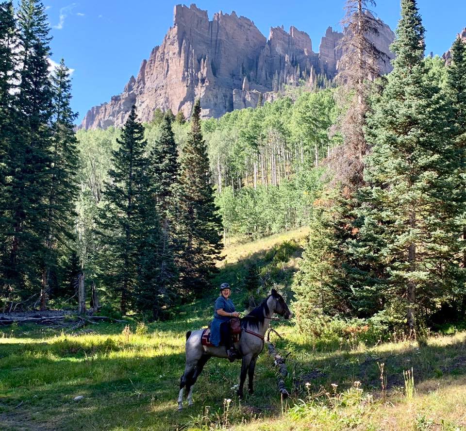 blue roan Tennessee Walking Horse gelding for sale