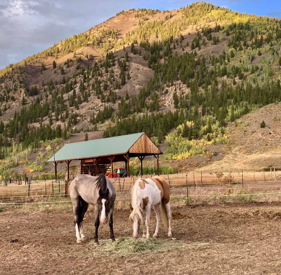 blue roan Tennessee Walking Horse gelding for sale