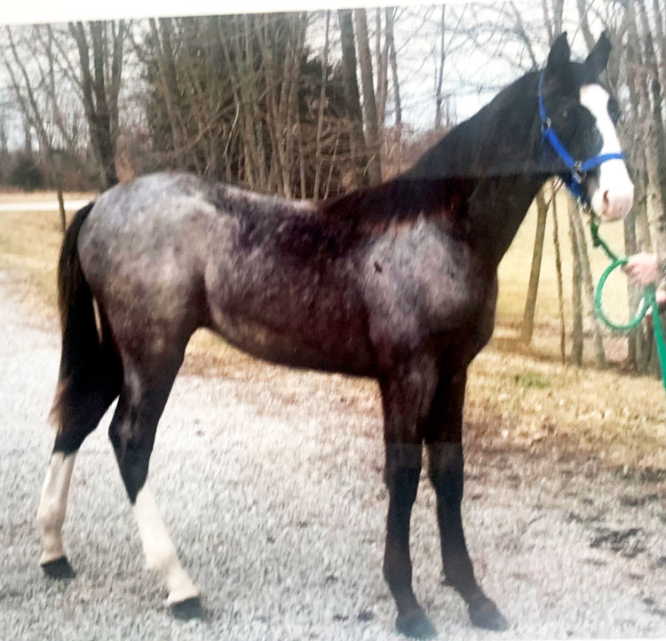 blue roan tennessee walking horse