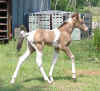 Cody060706d.jpg (46312 bytes)