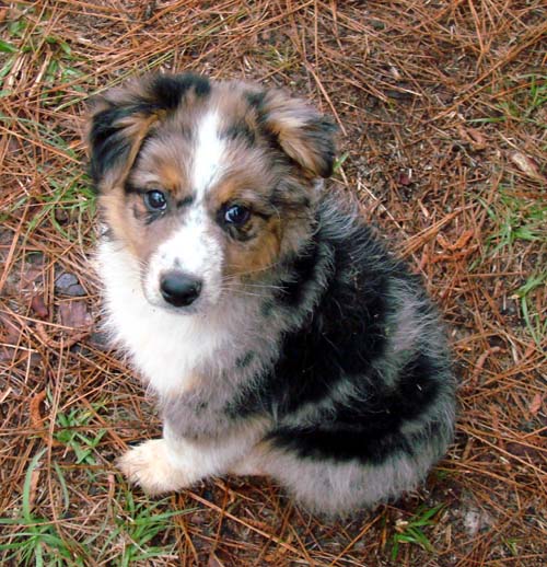 Wolf Creek Farm - Toy Australian Shepherds & Mini Heelers