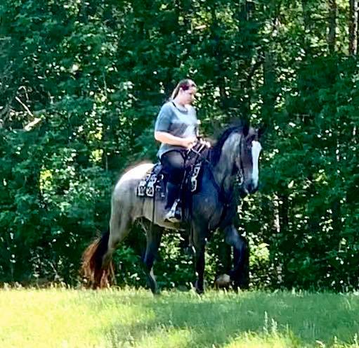 Blue Roan Tennessee Walking Horse Mare