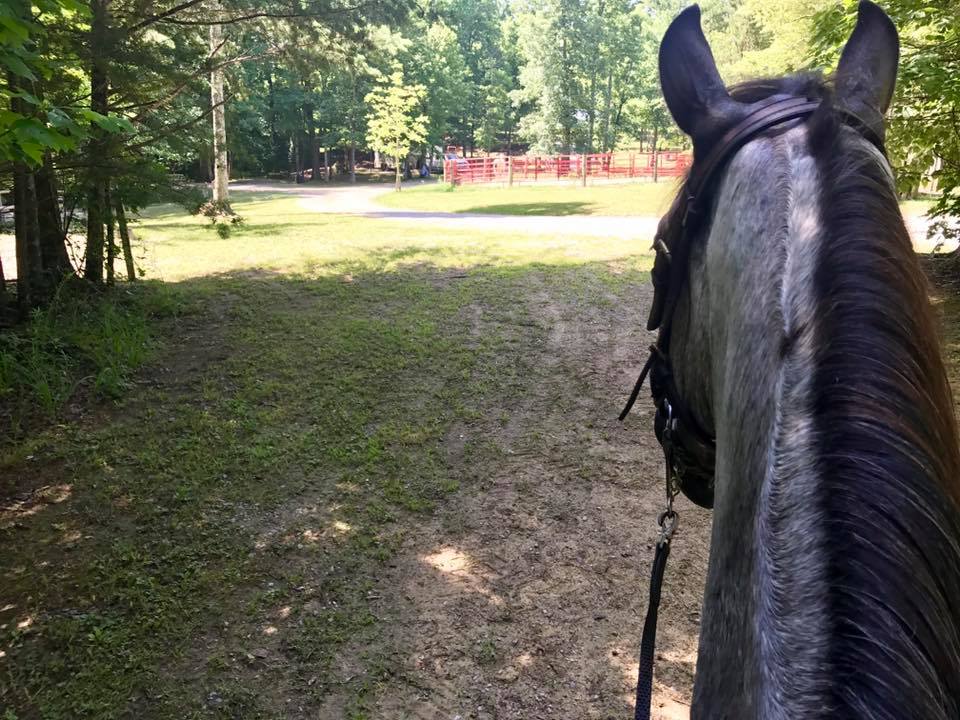 Blue Roan Tennessee Walking Horse Mare