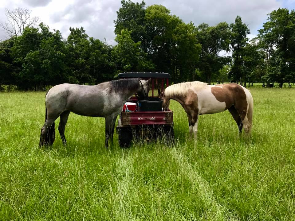 Blue Roan Tennessee Walking Horse Mare