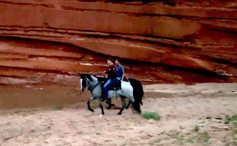 blue roan Tennessee Walking Horse mare for sale