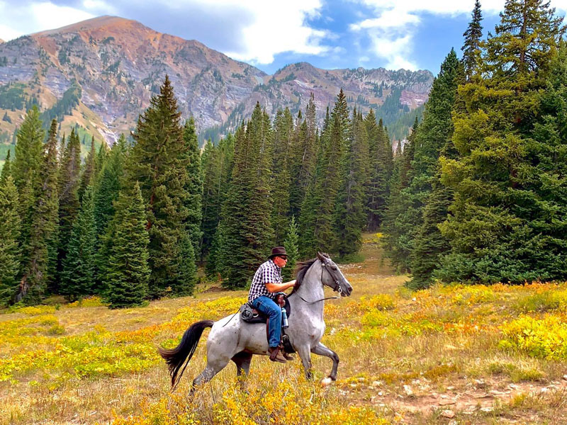 blue roan Tennessee Walking Horse mare for sale
