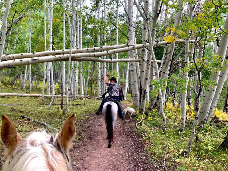 blue roan Tennessee Walking Horse mare for sale