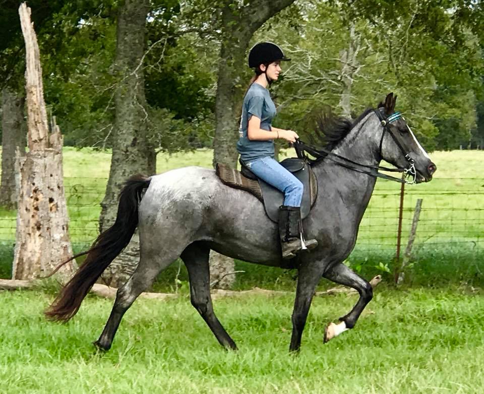 Blue Roan Tennessee Walking Horse Mare