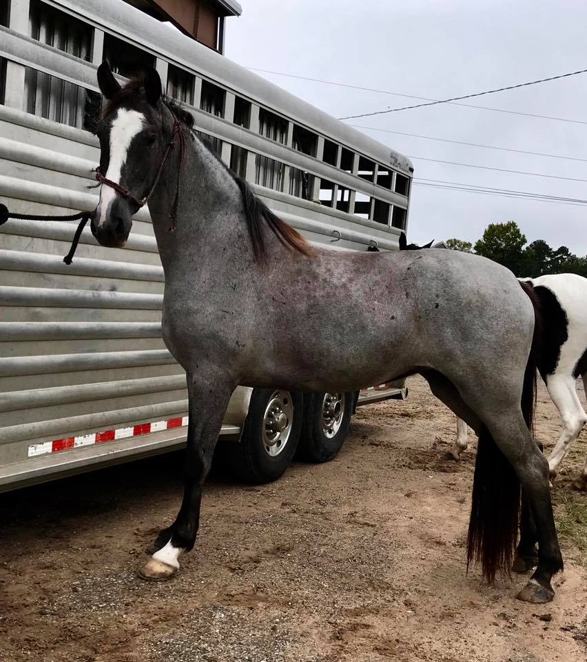 Blue Roan Tennessee Walking Horse Mare