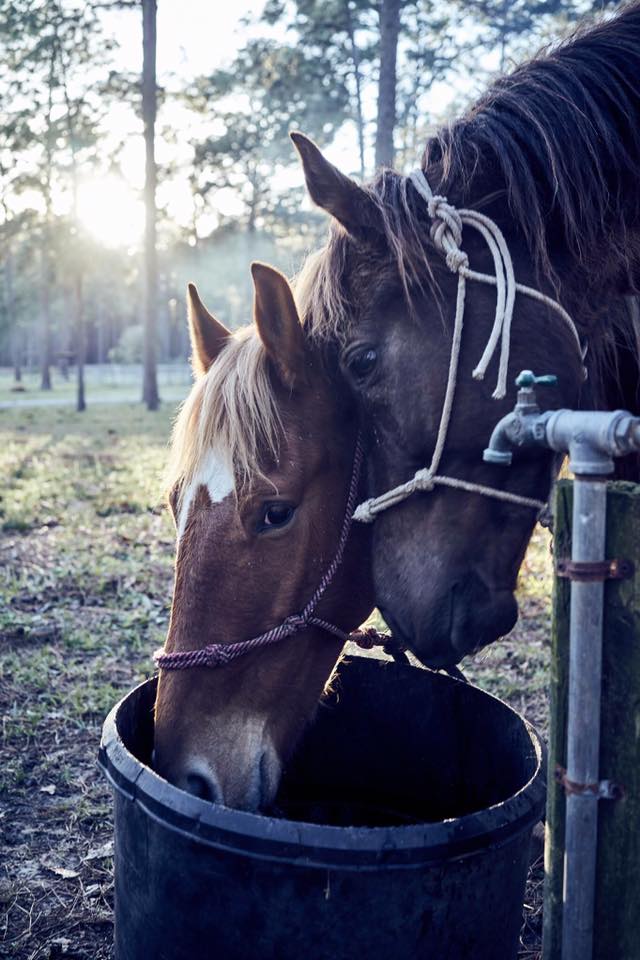 smoky black Rowdy Rawhide standardbred gelding