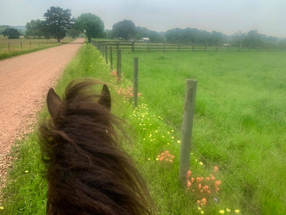 smoky black Rowdy Rawhide standardbred gelding